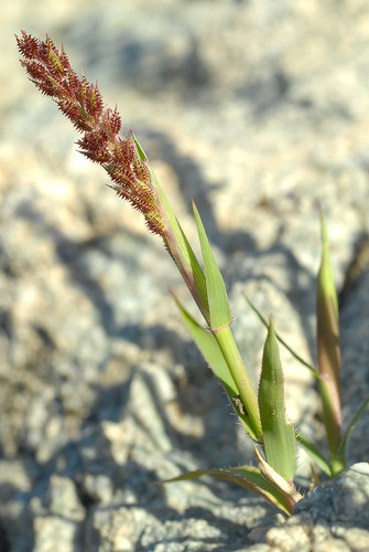 Bardanette racemeuse