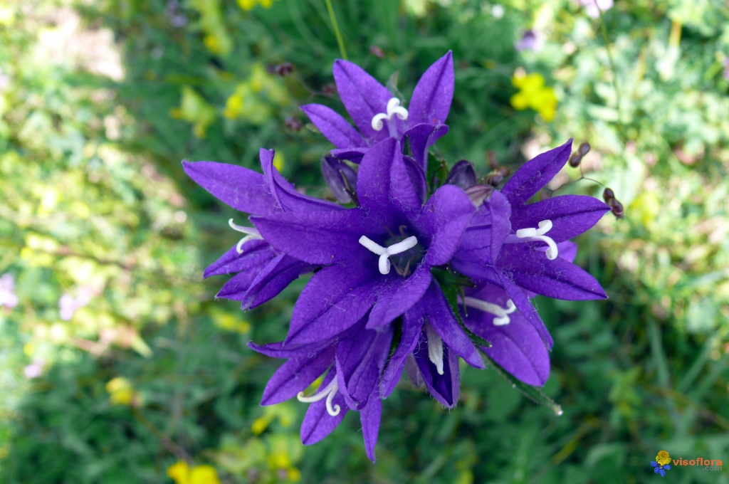 Campanule agglomérée